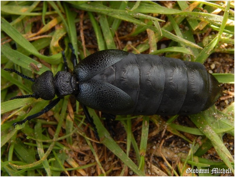 Meloidae: femmina di Meloe (Meloegonius) cicatricosus